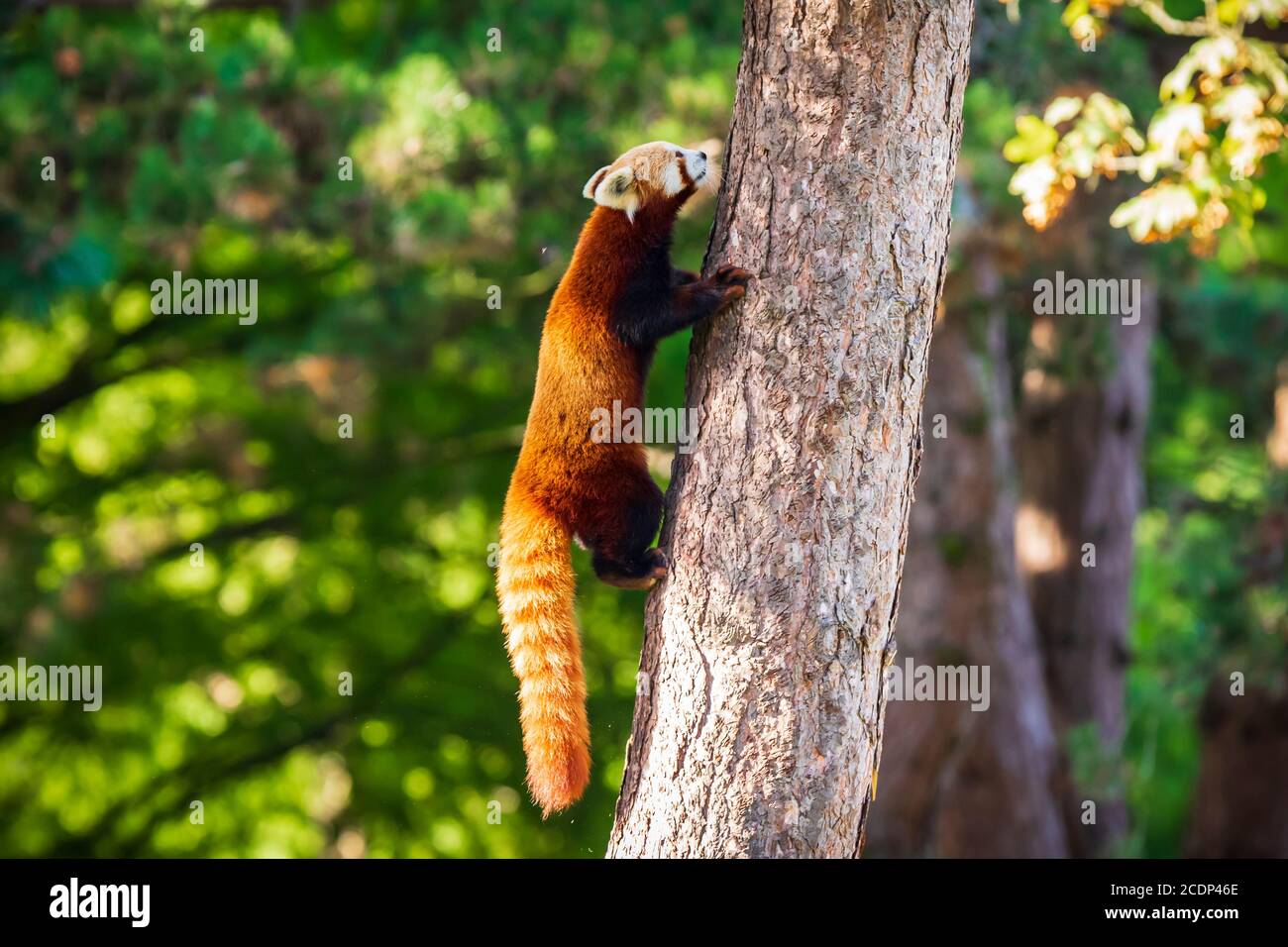 Süßer kleiner roter Panda, der in einem Baum ruht. Es handelt sich um ein kleines arboreales Säugetier, das im östlichen Himalaya und im Südwesten Chinas beheimatet ist und klassifiziert wurde Stockfoto