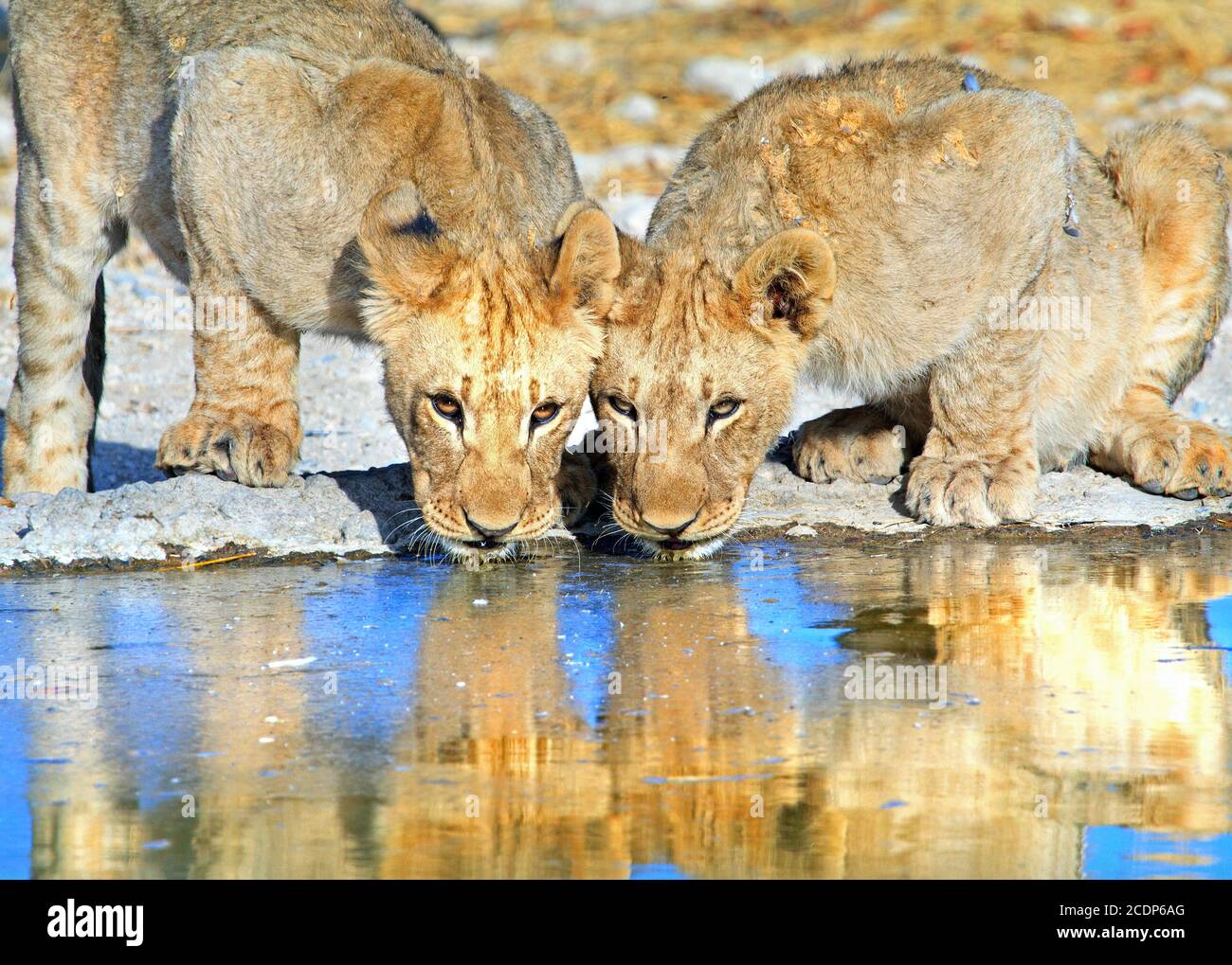 Zwei Löwen mit Kopf nach unten trinken aus einem Wasserloch mit guter Reflexion und goldenem Sonnenlicht, Ongava Reserve, Namibia Stockfoto