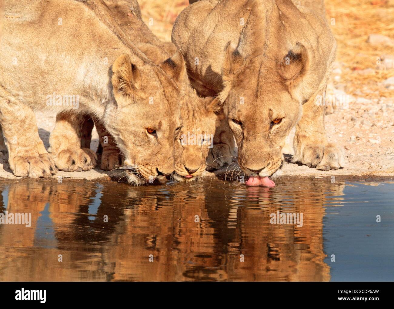 Three Lions with heads down Trinken aus einem Wasserloch mit guter Reflexion im Ongava Reserve, Namibia Stockfoto