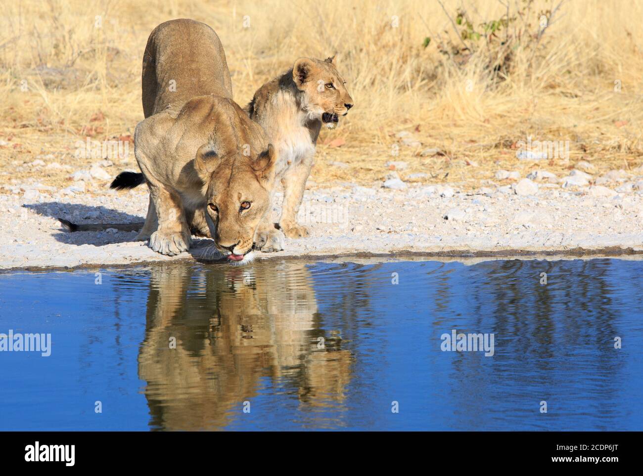 Löwin und Cub neben einem Wasserloch, mit dem erwachsenen Trinkwasser und dem Jungen auf der Suche, Ongava Reserve, Etosha, Namibia Stockfoto