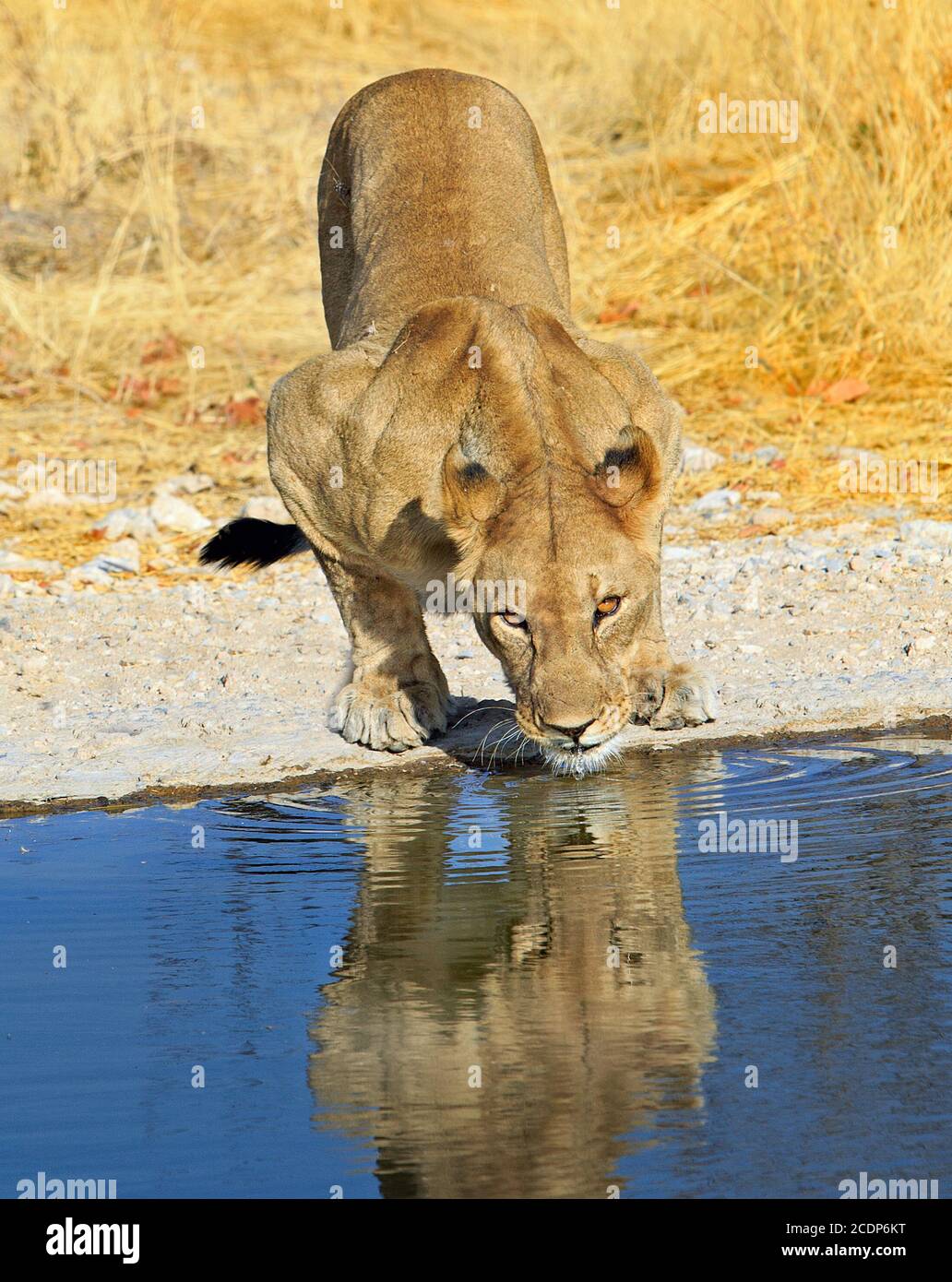 Portraitansicht einer erwachsenen Löwin, die aus einem blauen Wasserloch mit gutem natürlichem Sonnenlicht trinkt, Ongava Reserve, Namibia Stockfoto