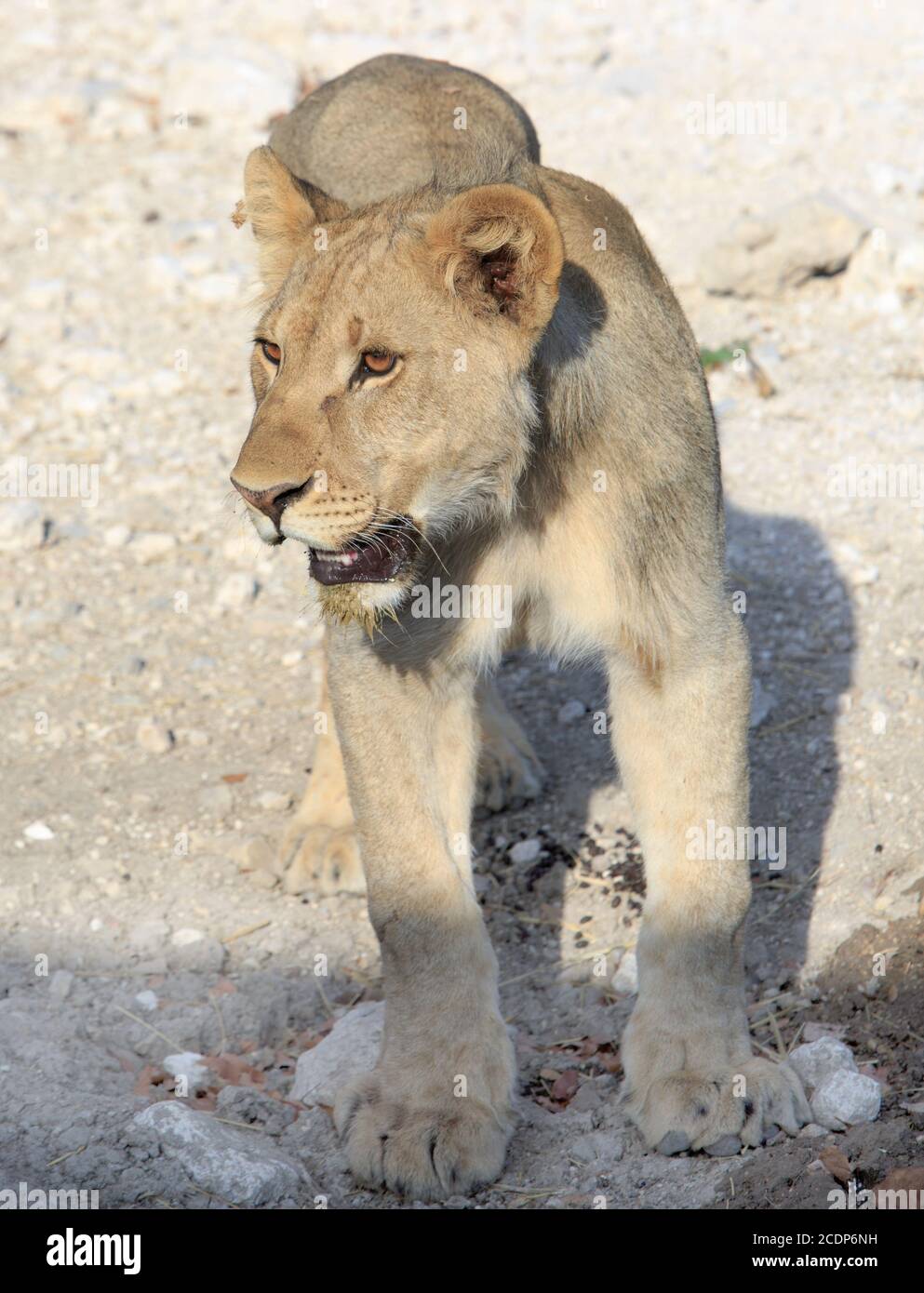 Jugendlicher Löwenkub steht und geht vorwärts, Ongava Reserve, Namibia Stockfoto