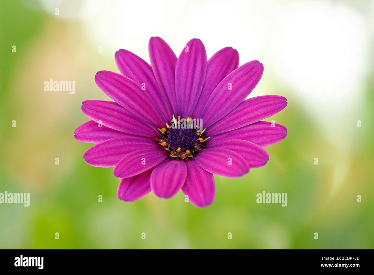 Die Blüte oa eine hübsche lila Osteospermum Stockfoto