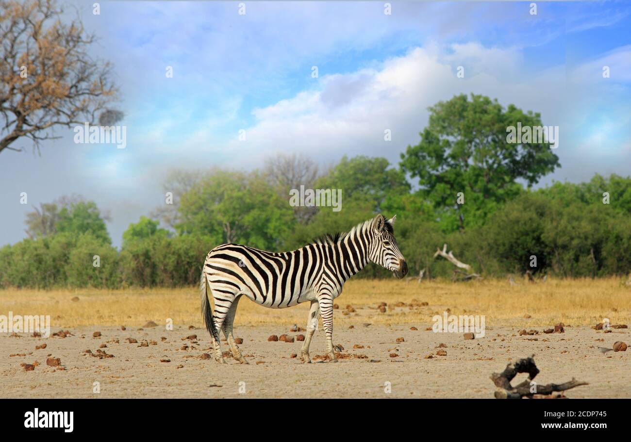 Einsames Burchell Zebra steht auf dem trockenen trockenen afrikanischen Busch mit einem natürlichen Busch Hintergrund und hellblauen Himmel, Hwange National Park Stockfoto