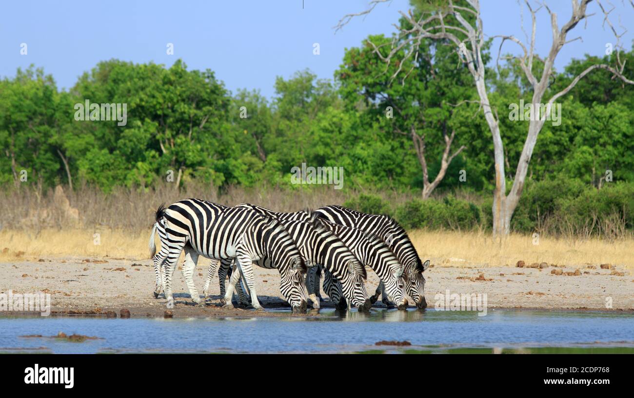 Landschaftlich schöne Aussicht auf eine Herde Zebras trinken aus einem Wasserloch mit Köpfen nach unten in einer geraden Linie mit einem Natürlicher klarer blauer Himmel und Buschhintergrund - Hwang Stockfoto