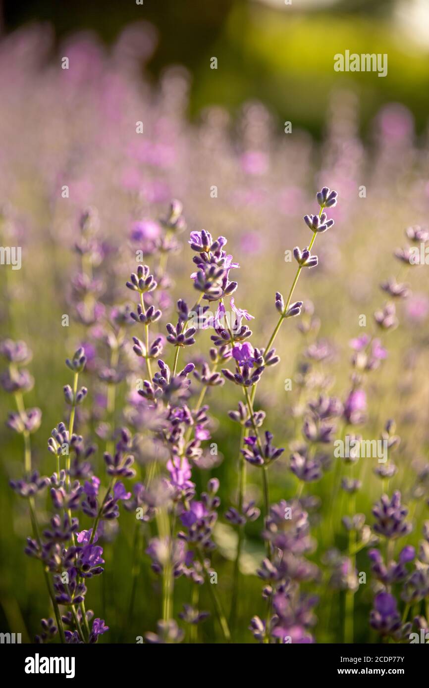 Detail von blühenden Lavendelfeldern. Lavendelbüsche in der Nähe bei Sonnenuntergang. Sonnenuntergang schimmert über lila Blüten von Lavendel. Stockfoto