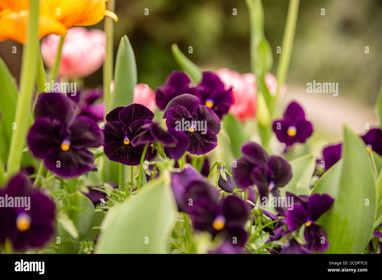Dunkel Lila Blume Violett Mit Gelben Staubgefassen Stockfotografie Alamy