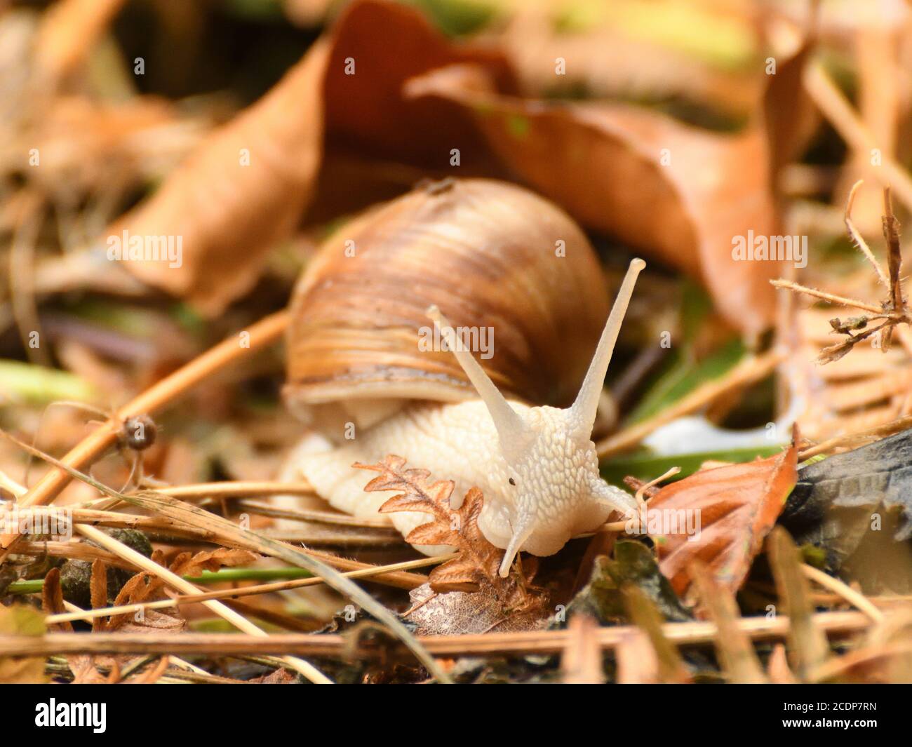 Schöne Schnecke im Wald. Er blickt mit seinen Sensoren geradeaus Stockfoto