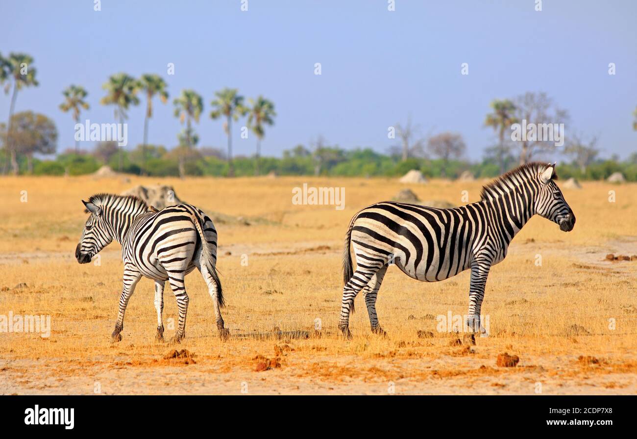 Die Zebras der Ebenen stehen auf den trockenen gelben ariden Pflinten im Hwange National Park, Zimbabwe, zurück an den Rücken Stockfoto