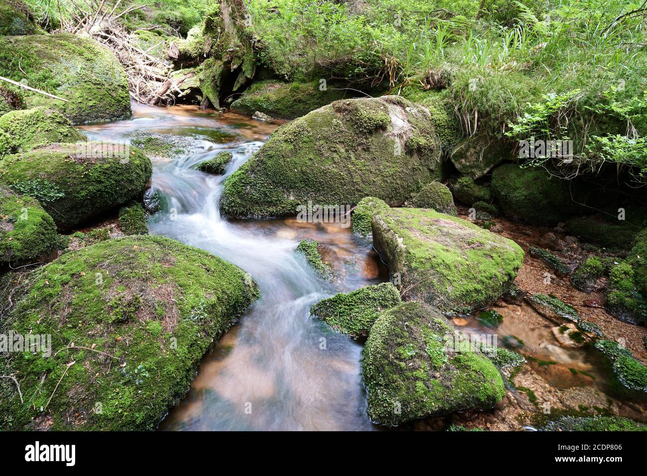 Bergbach am Fuße des Brockens in der Nationalpark Harz Stockfoto