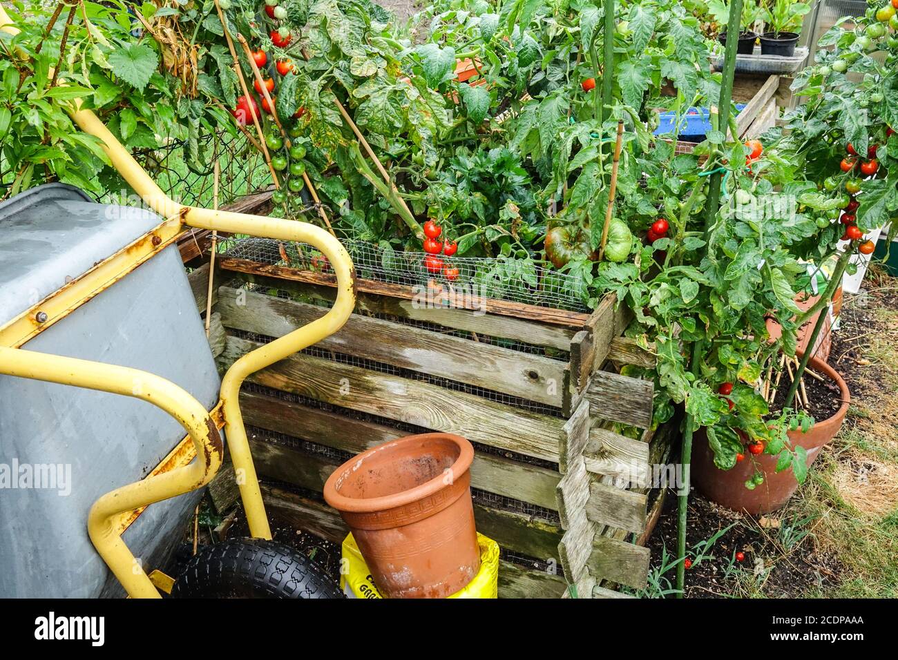 Hochbeet Garten Tomaten wachsen in Kleingarten Teil Tomaten Anbau Garten Hochbeet Gemüse August Stockfoto