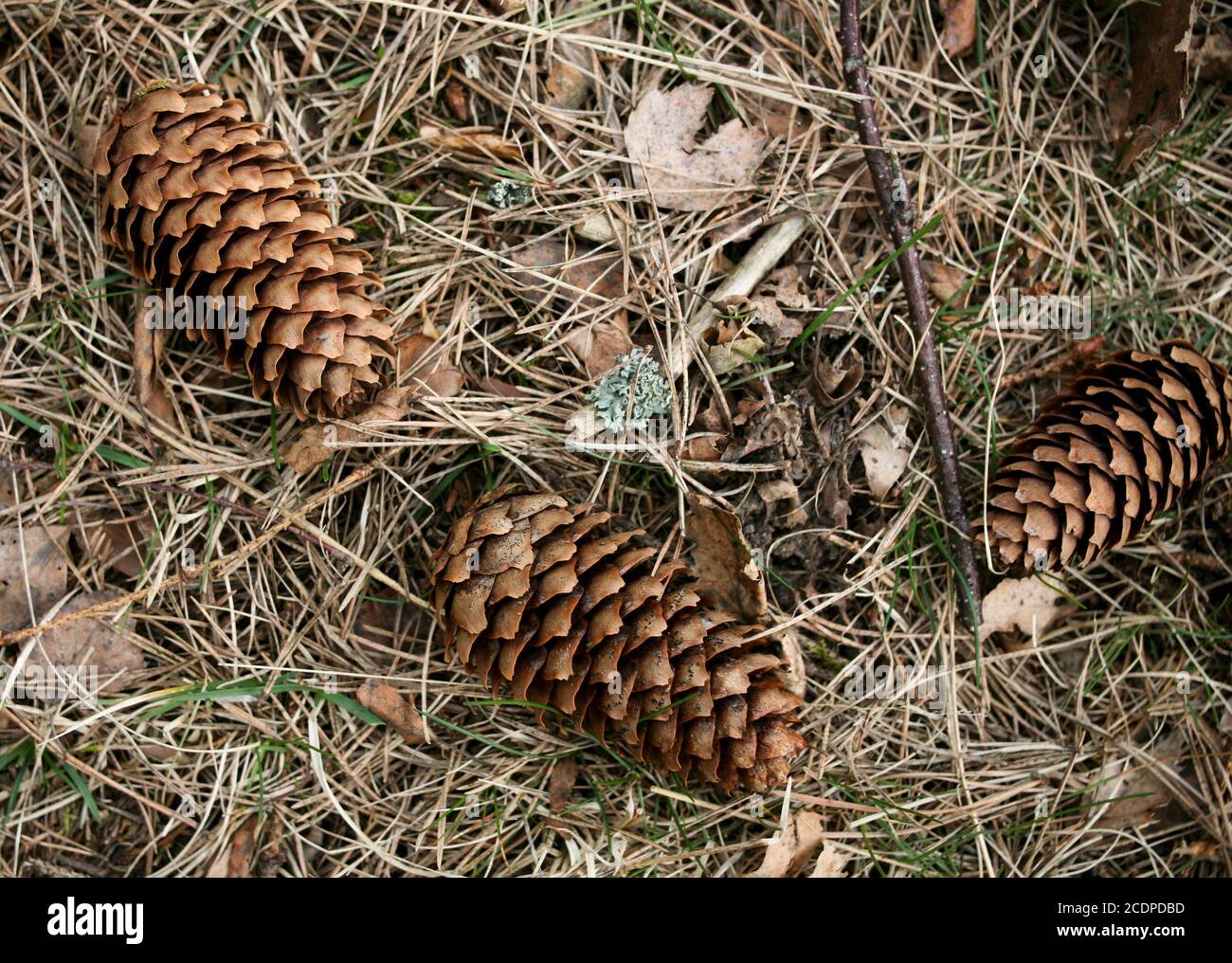 FICHTENZAPFEN auf dem Boden in der Natur Stockfoto