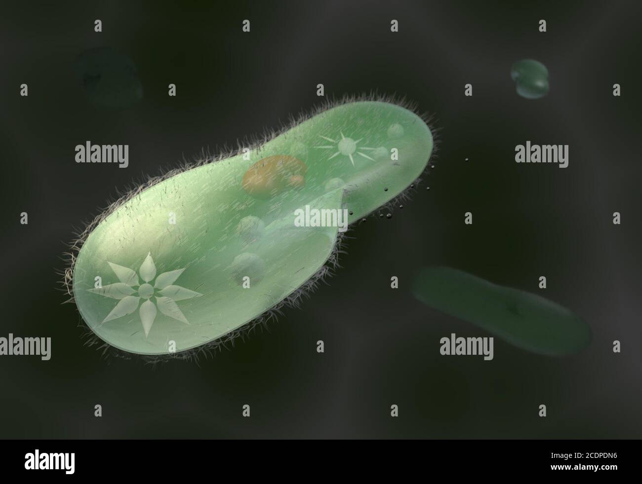 Modell biologischen Mikroorganismen Paramecium Caudatum 3D-Illustration Stockfoto