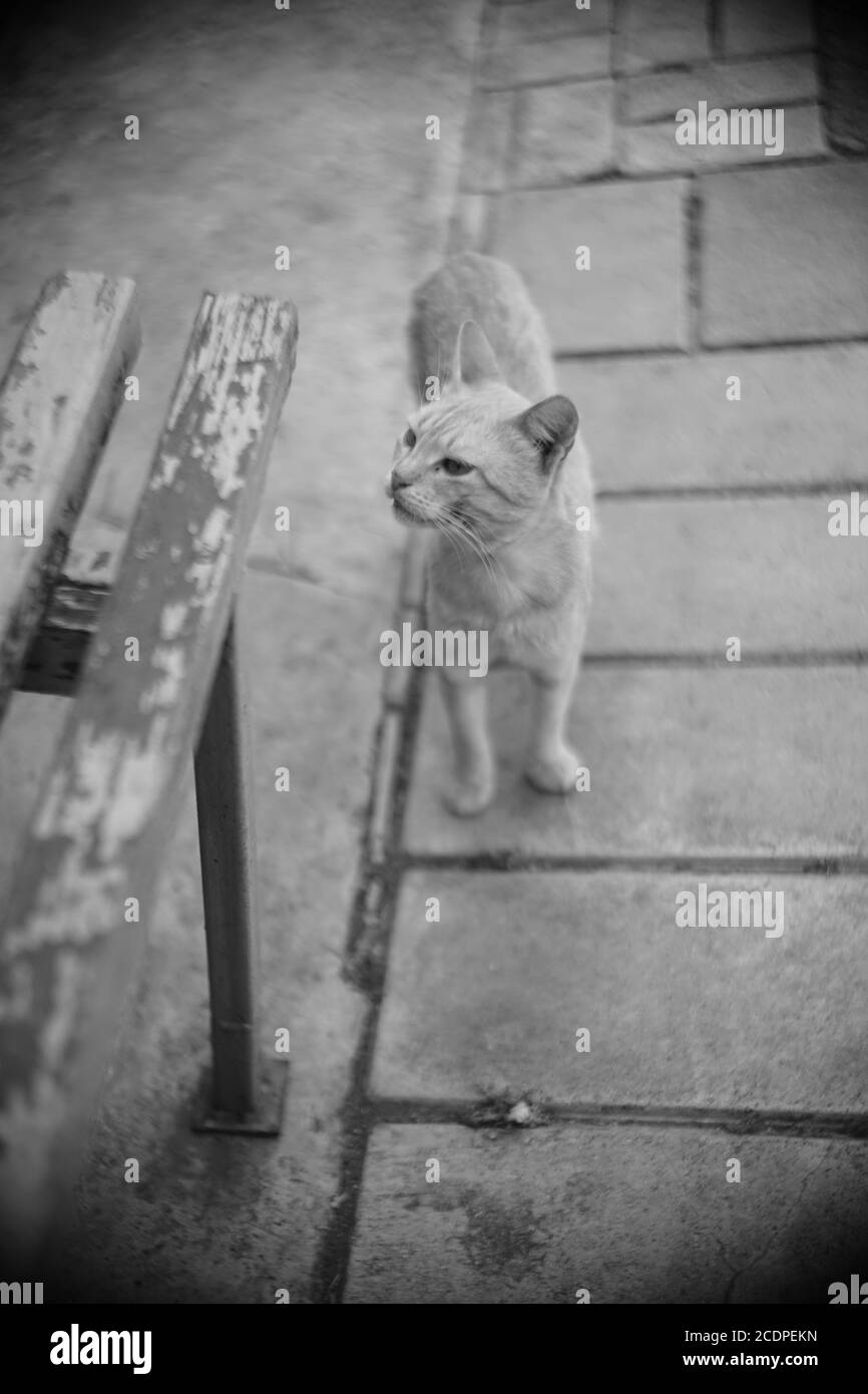 Nette Katze wak in der Nähe von alten Holzbank im Sommerpark. BW-Foto Stockfoto