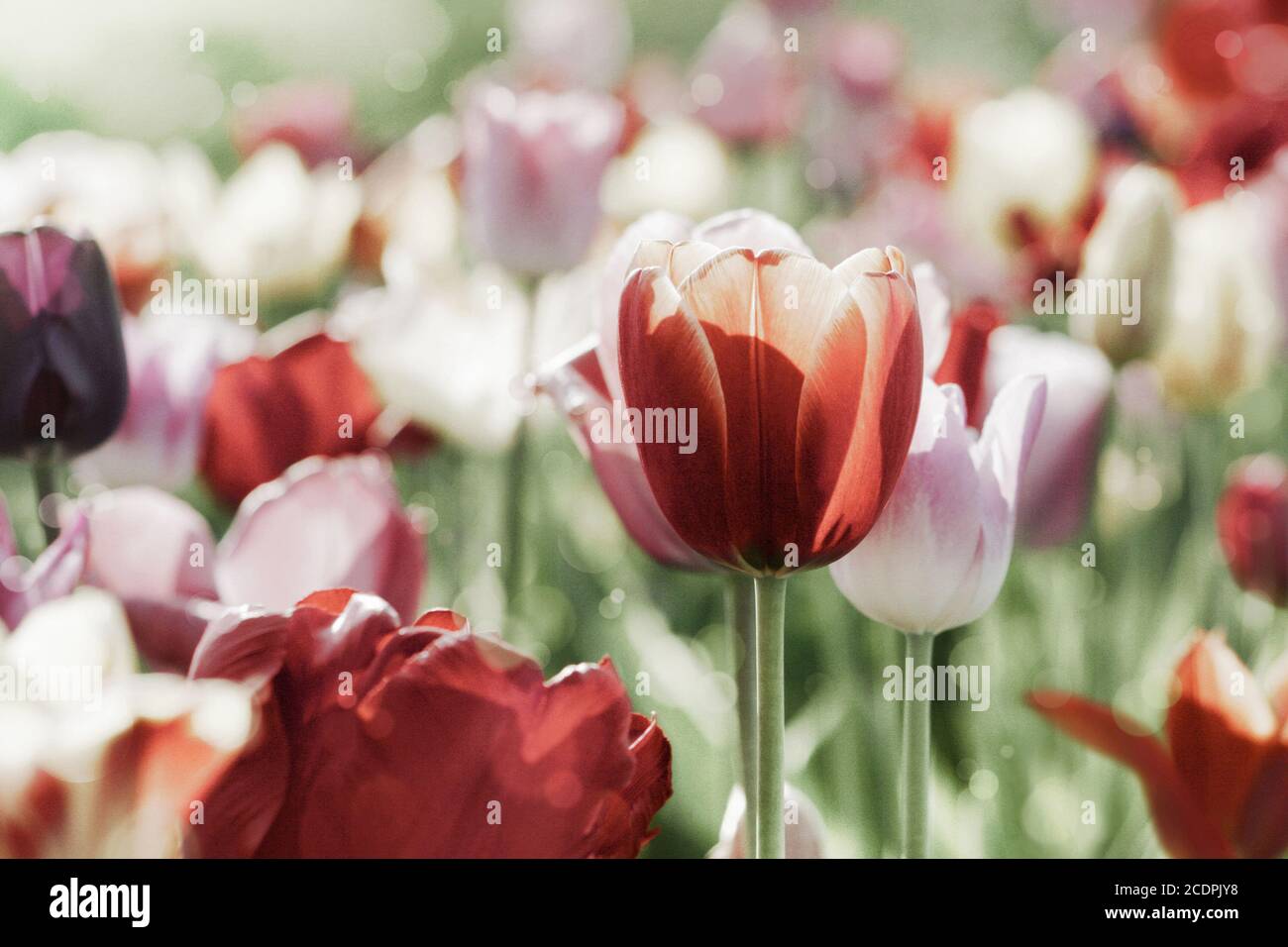 blühende Tulpen Konzept getönt Stockfoto