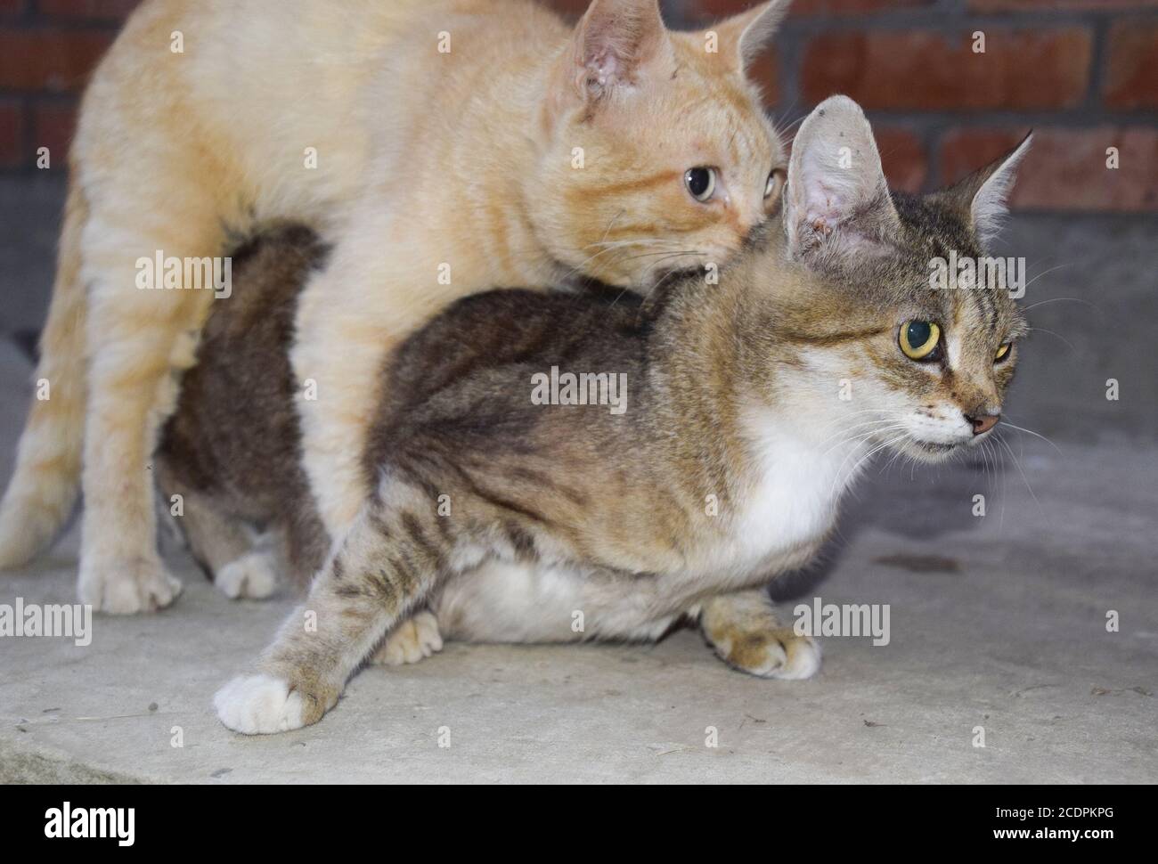 Paarung katzen -Fotos und -Bildmaterial in hoher Auflösung – Alamy