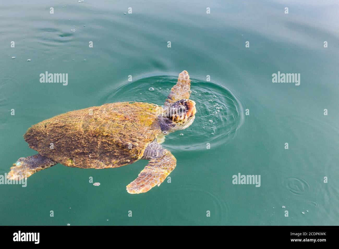 Eine große schwimmende Meeresschildkröte Caretta Stockfoto