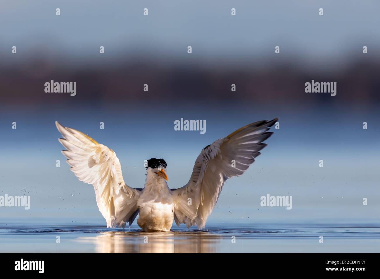 Haubenseeschwalbe (Thalasseus bergii) Baden im blauen Wasser mit erhobenen Flügeln. Stockfoto