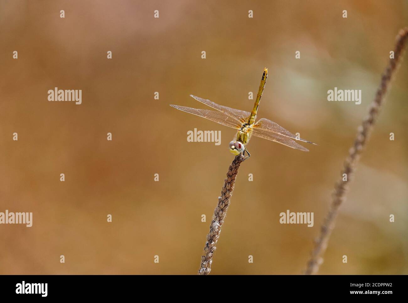 Rotaderfalter oder Nomade (Sympetrum fonscolombii) Weibchen, die auf einem Ast ruhen, Andalusien, Spanien. Stockfoto