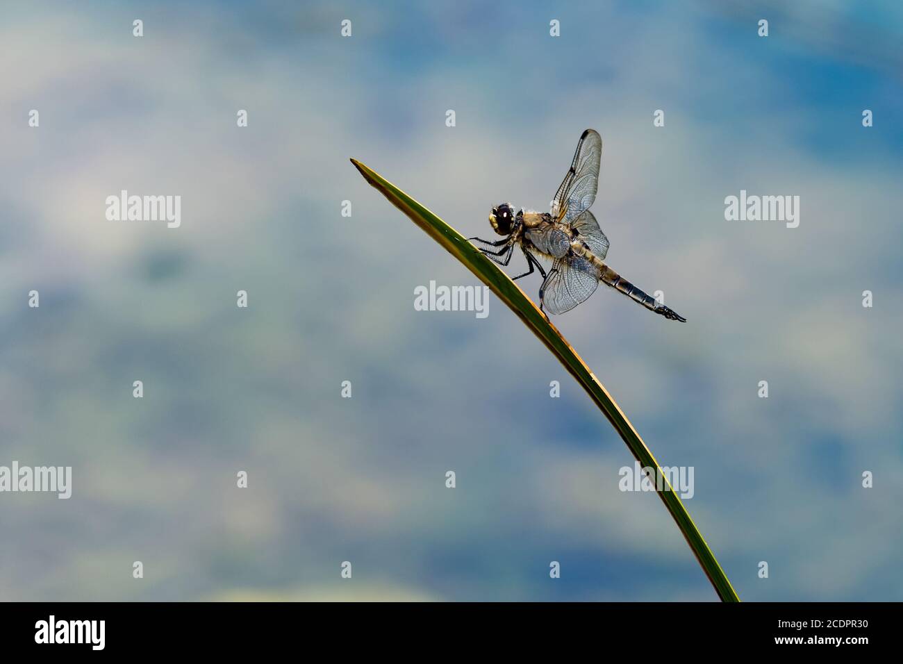 Einzelne Libelle auf einem Stachelblatt Stem Nahaufnahme mit gehockt Melierter Himmel Hintergrund Stockfoto