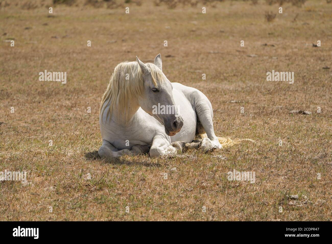 Weißes Pferd auf einem Feld liegend, Spanien. Stockfoto