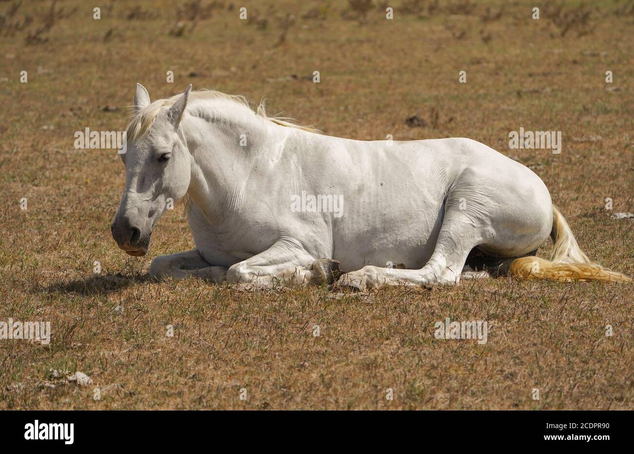 Weißes Pferd auf einem Feld liegend, Spanien. Stockfoto