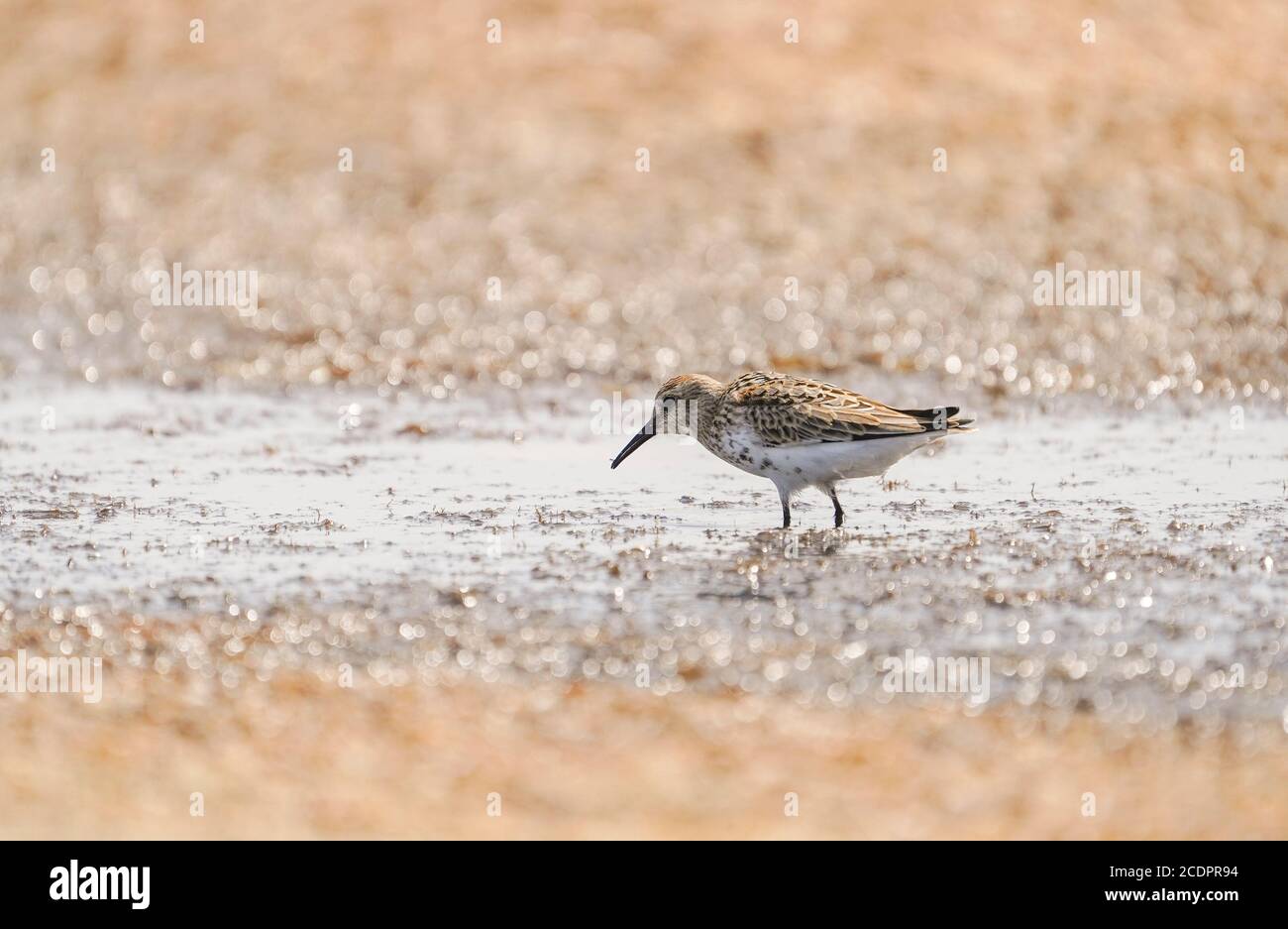 Dunlin (Calidris alpina), Watvogel, der sich auf den Feuchtgebieten des Tarifa Strandes, Spanien ernährt. Stockfoto