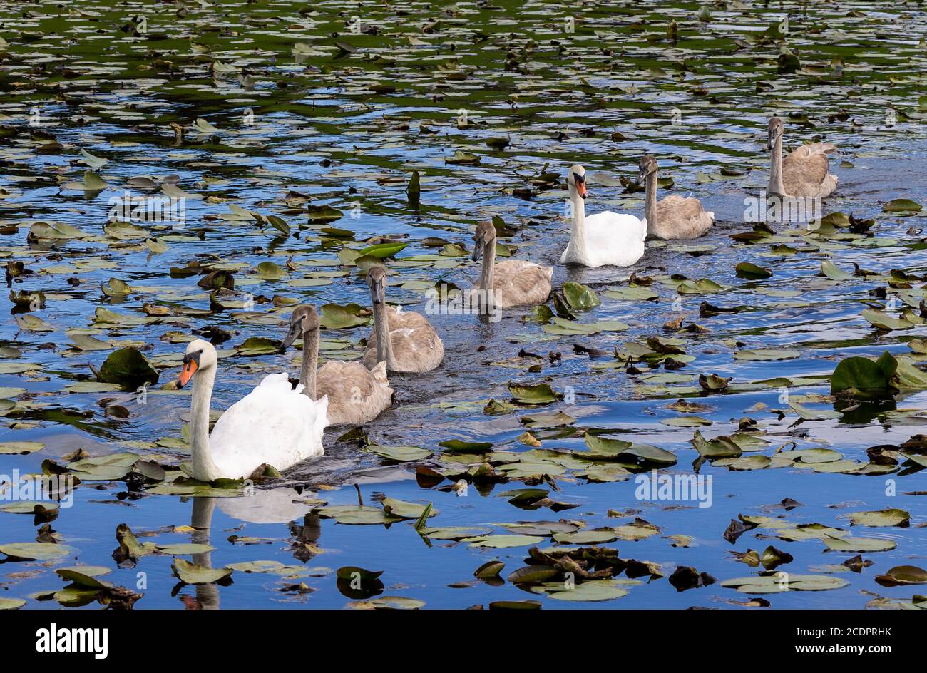 Erwachsene Mute Swans Cygnus olor mit Cygnets schwimmen durch lilly Pads Stockfoto