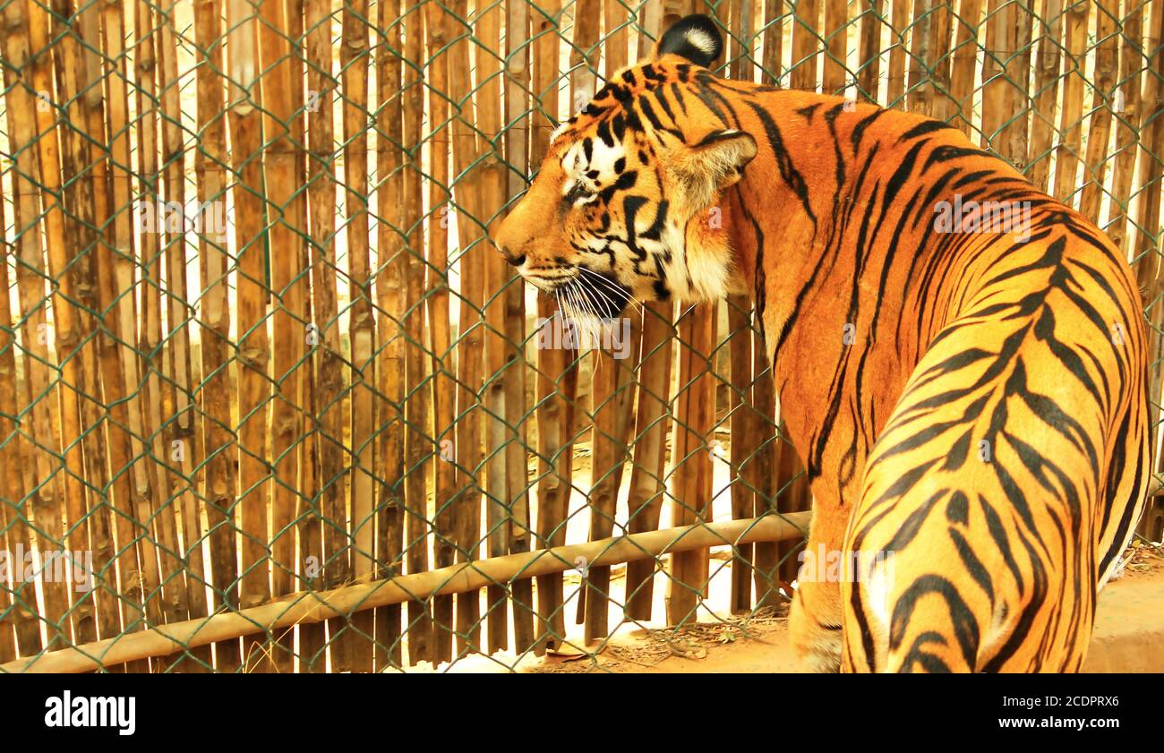 Wilder indischer Tiger aus nächster Nähe Stockfoto