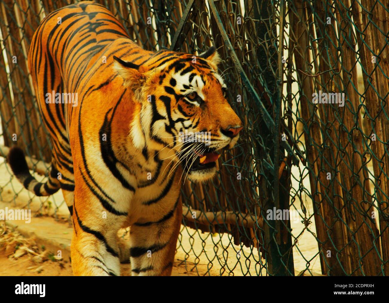 Wilder indischer Tiger aus nächster Nähe Stockfoto