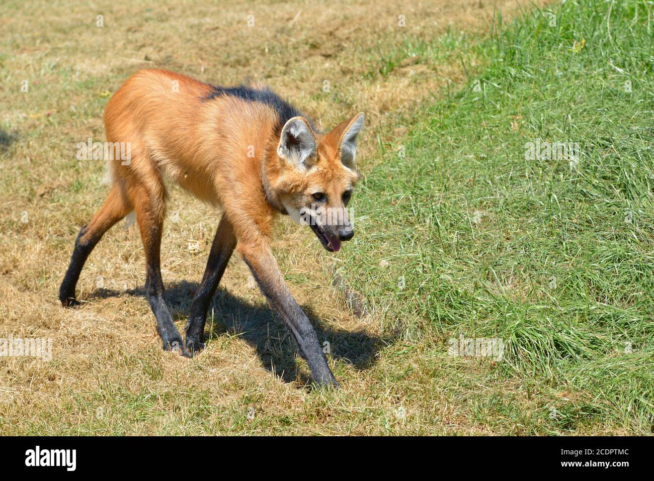 Mähnenwolf (Chrysocyon Brachyurus) mit den charakteristischen Zügen zu Fuß auf dem Rasen und des Profils, das offene Maul gesehen Stockfoto