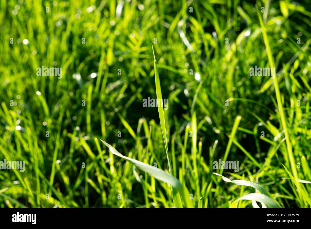 Hellgrünes Gras Stockfoto