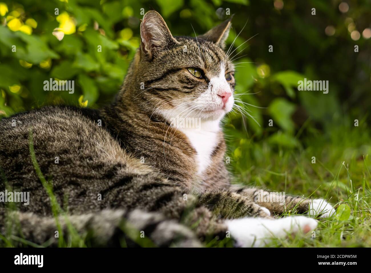 Katze im Garten Stockfoto