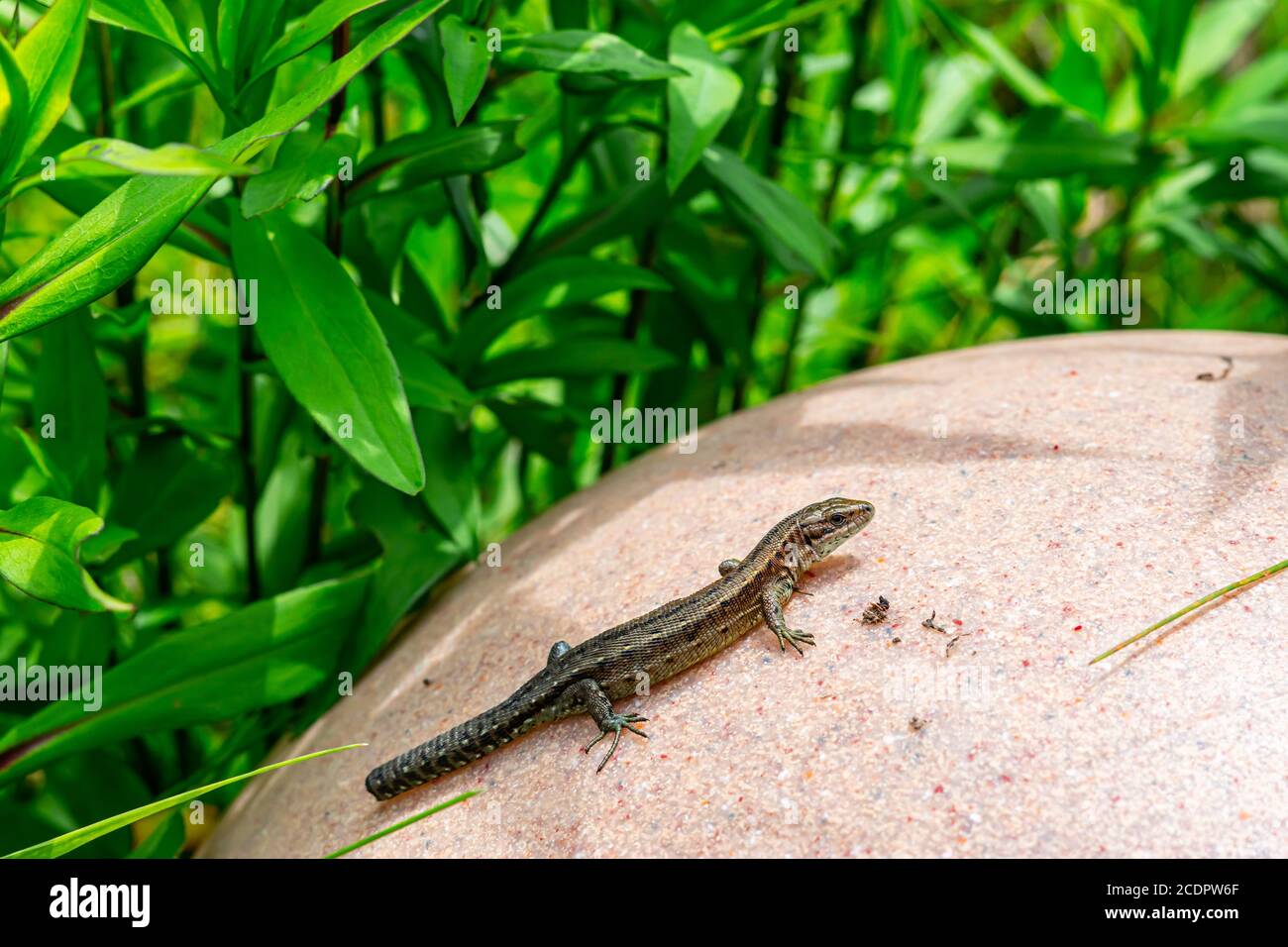 Mauereidechse Stockfoto