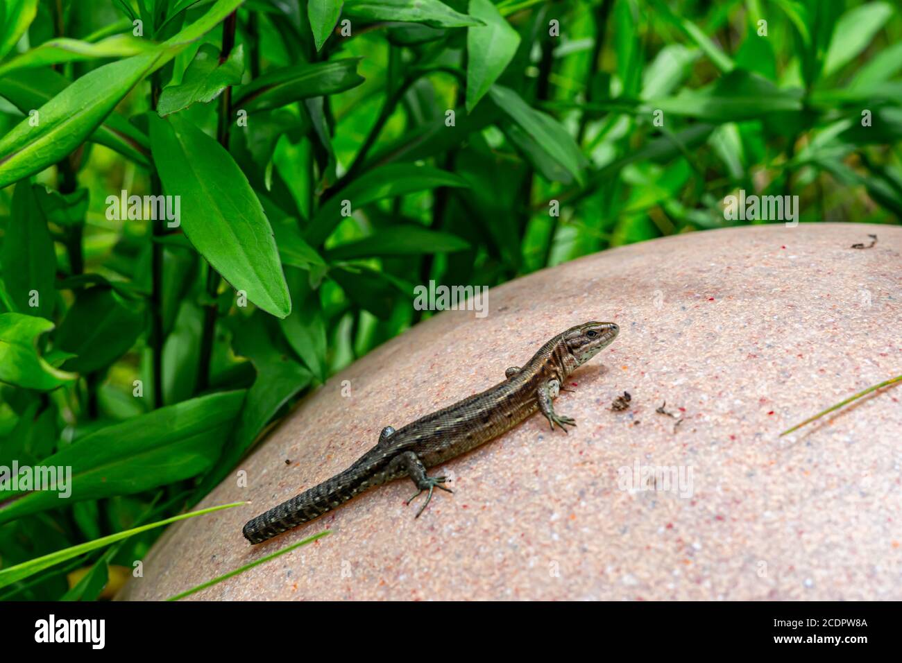 Zauneidechse Stockfoto