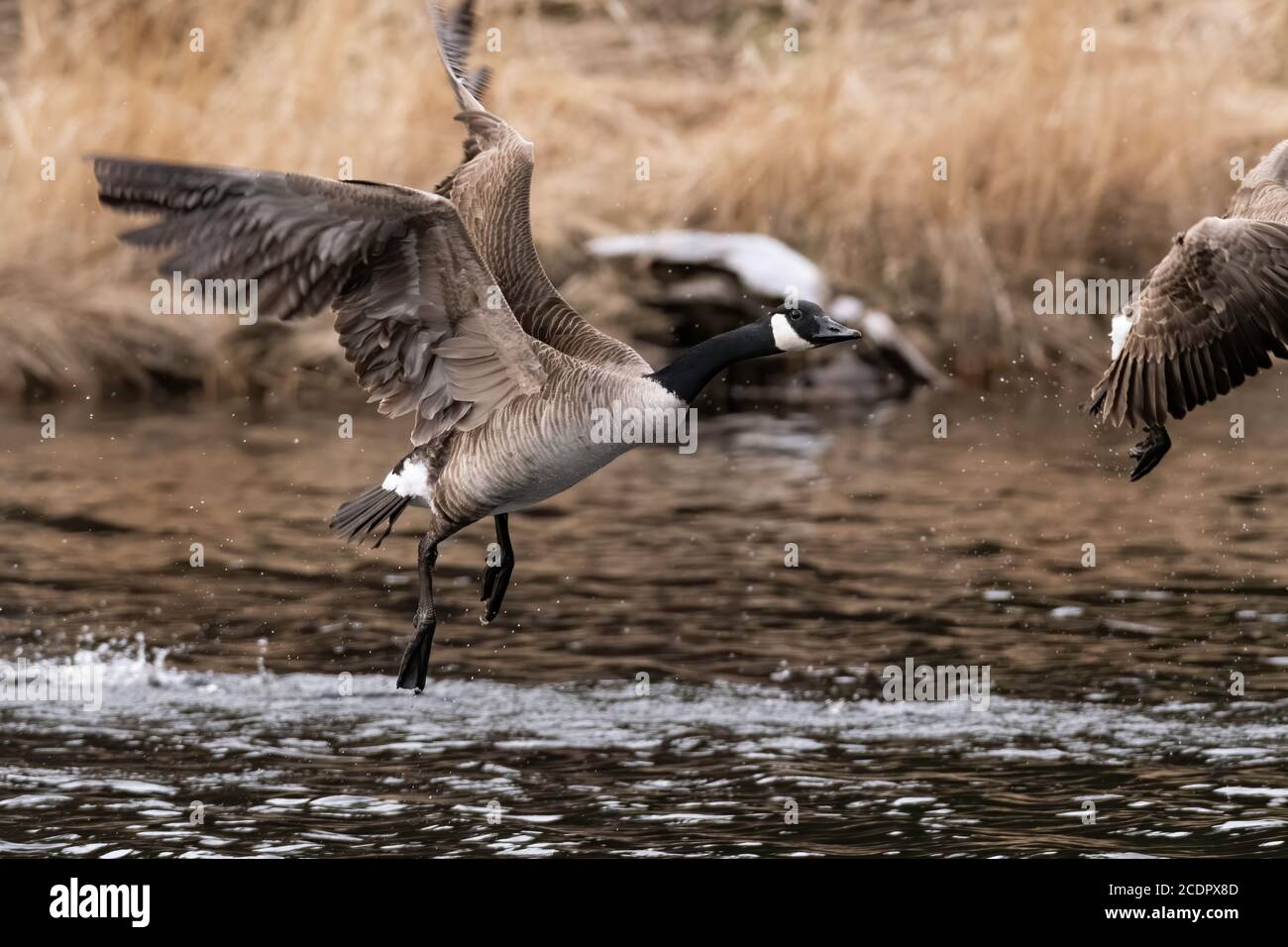 Kanadagans (Branta canadensis) Flug vom Teich in der Nähe der Bucht von fundy Stockfoto
