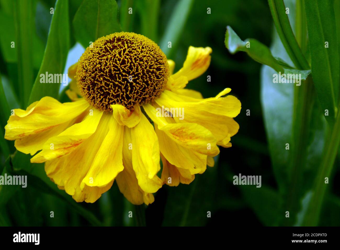 Gelbes Helenium 'Butterpat' (Sneezeweeds) Blumen in einer Grenze bei RHS Garden Harlow Carr, Harrogate, Yorkshire, England, Großbritannien gewachsen. Stockfoto