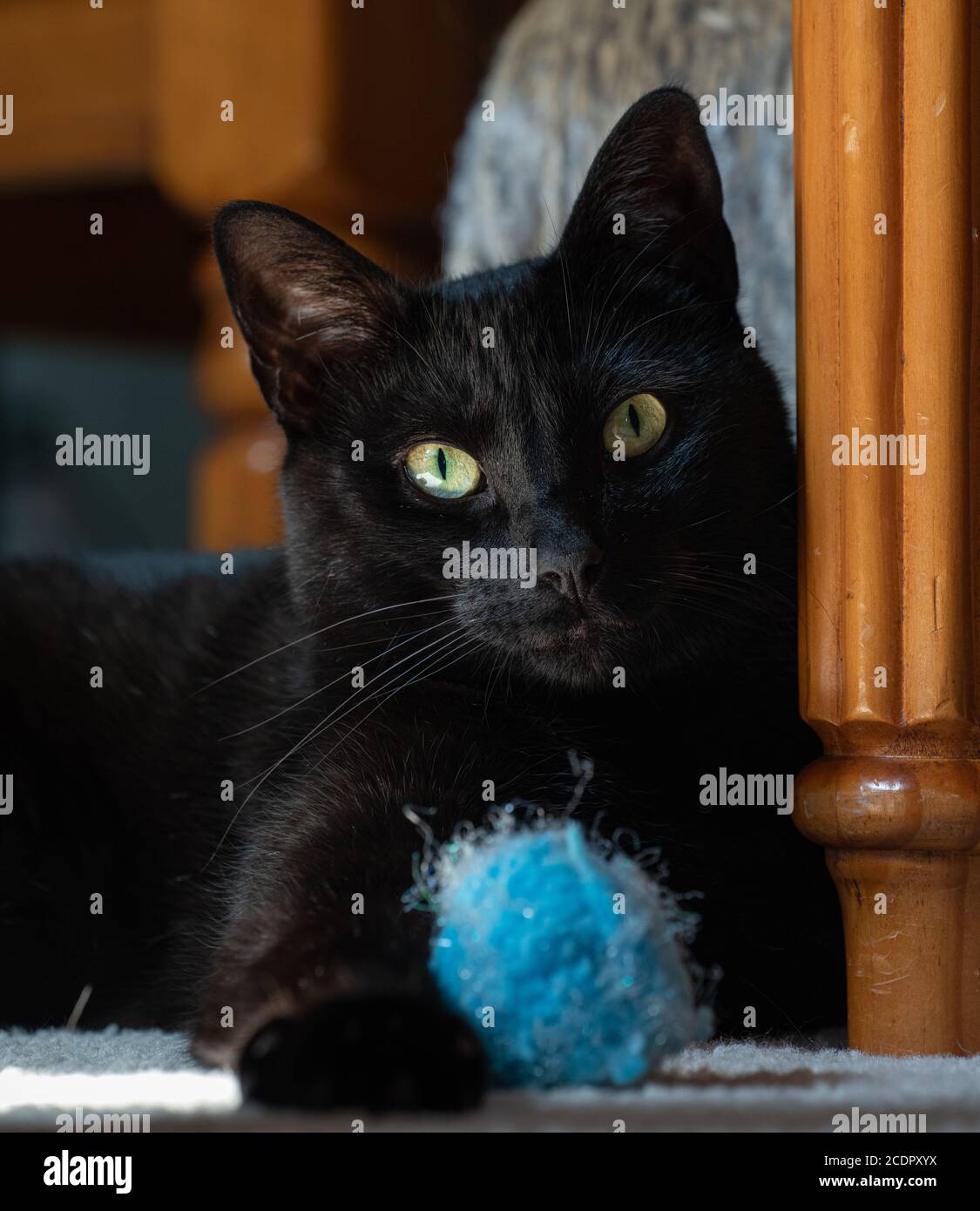 Eine hübsche schwarze Katze posiert mit einem blauen Puffball Spielzeug Stockfoto