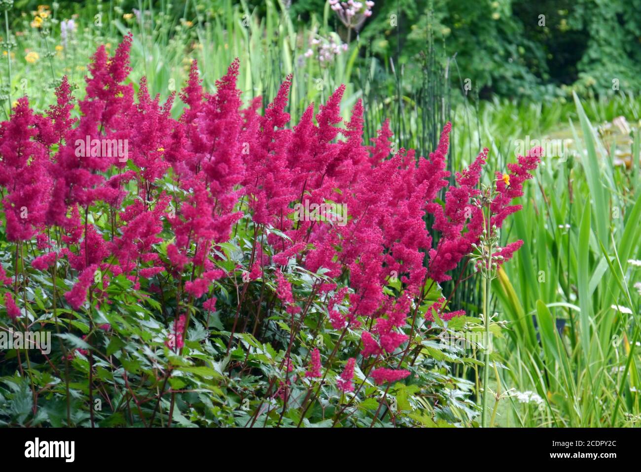Rote Astilbe 'Granat' (Astilbe x arendsii) 'Falscher Ziegenbart' Blumen in einer Grenze bei RHS Garden Harlow Carr, Harrogate, Yorkshire, England, Stockfoto