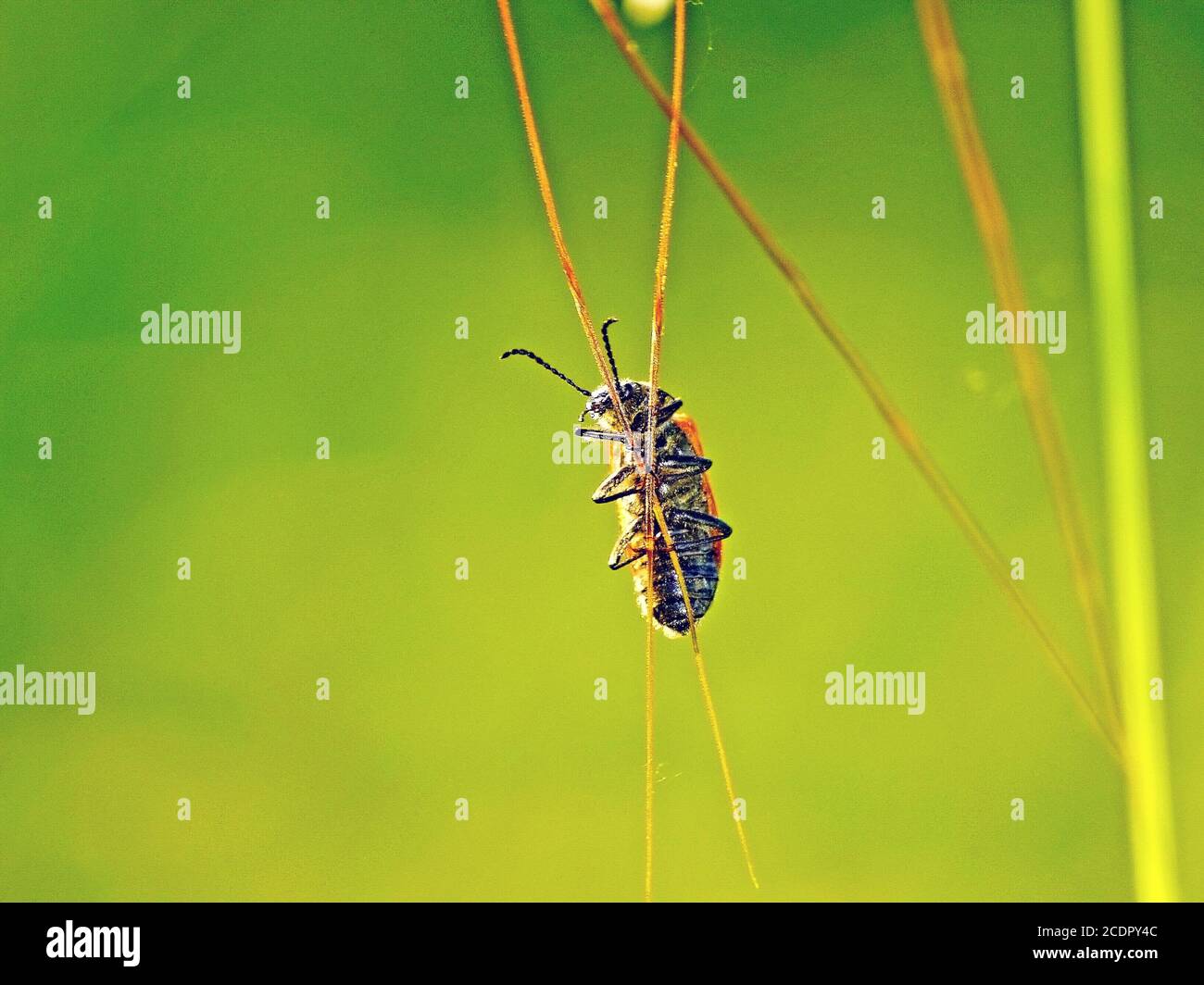 Käfer auf dem Gras Stockfoto