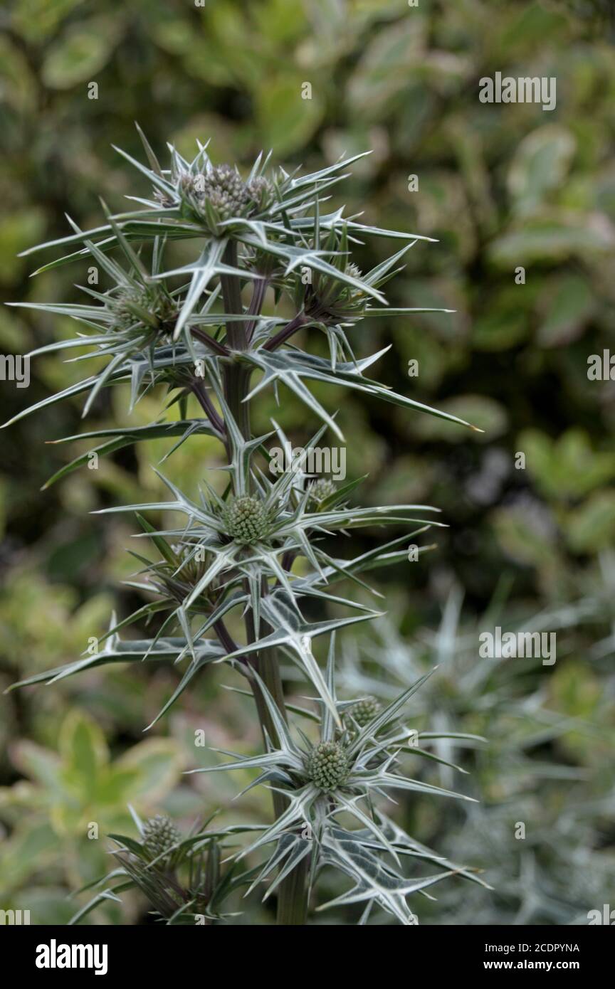 Eryngium Variifolium (Marokkanische Seechpalme) Thistle in einer Grenze bei RHS Garden Harlow Carr, Harrogate, Yorkshire, England, UK angebaut. Stockfoto