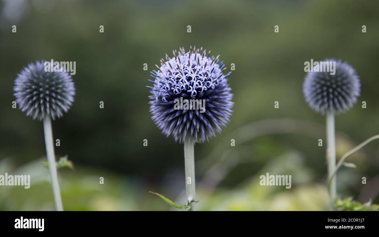 Nahaufnahme Makro der runden lila Blütenköpfe von allium-Pflanzen Stockfoto
