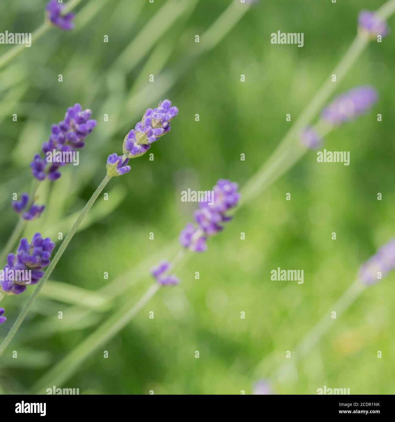 Natur Hintergrund der Blumen und Stiele eines duftenden Lavendelpflanze mit Kopierraum Stockfoto