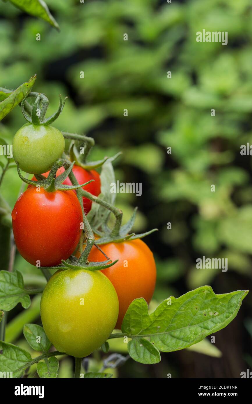 Rote, grüne und orangefarbene Tomaten hängen an einer Weinpflanze in unterschiedlichen Reifegraden mit Kopierraum Stockfoto