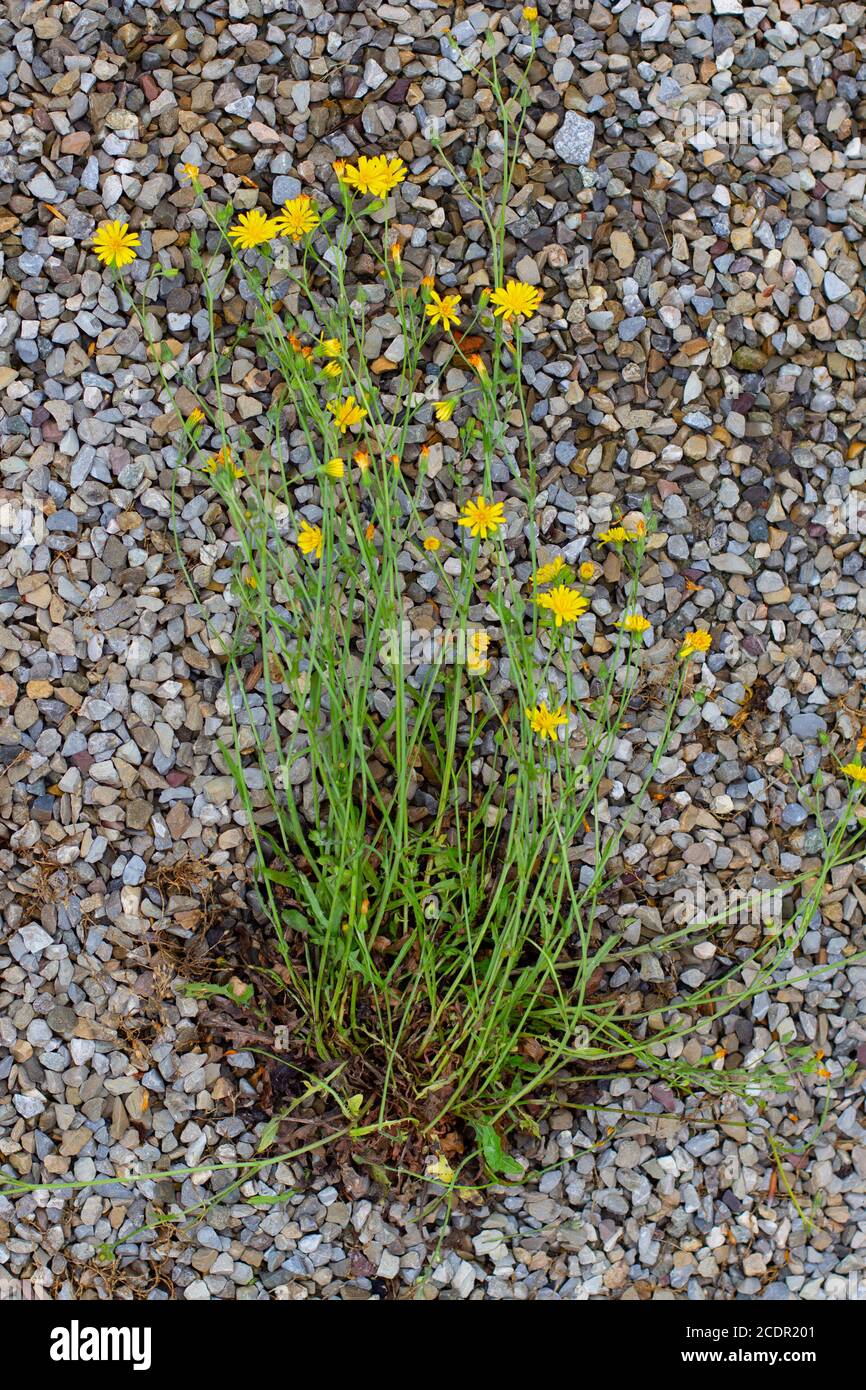 Glatter Hagebart, der aus dem Kies eines Fußweges wächst, auch crepis capillaris oder Pippau genannt Stockfoto