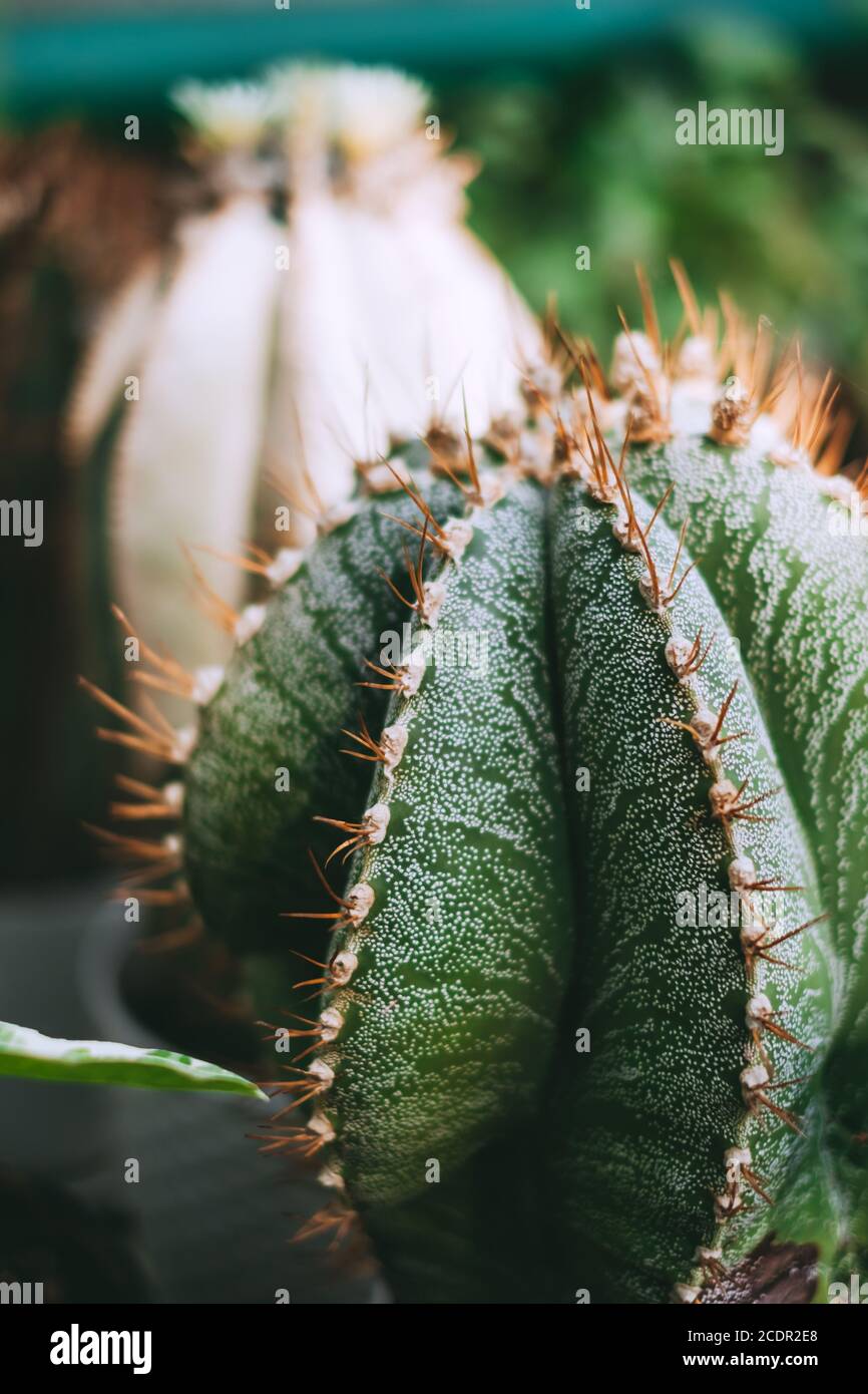 Astrophytum ornatum Kaktuspflanze im Garten, Nahaufnahme Stockfoto