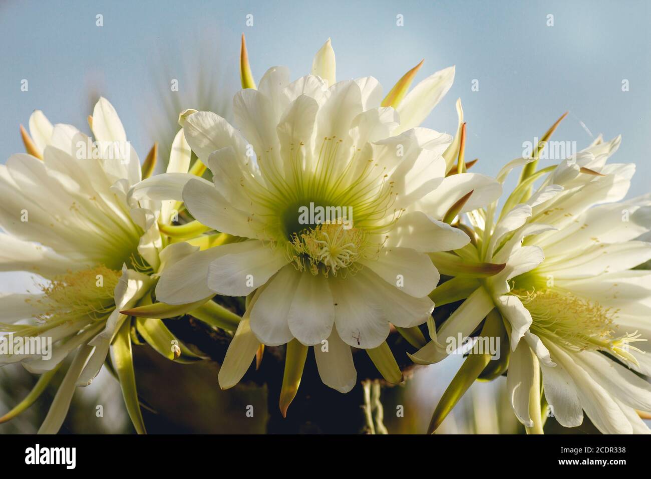 Blhende San Pedro Kaktus weie Blten Stockfotografie - Alamy