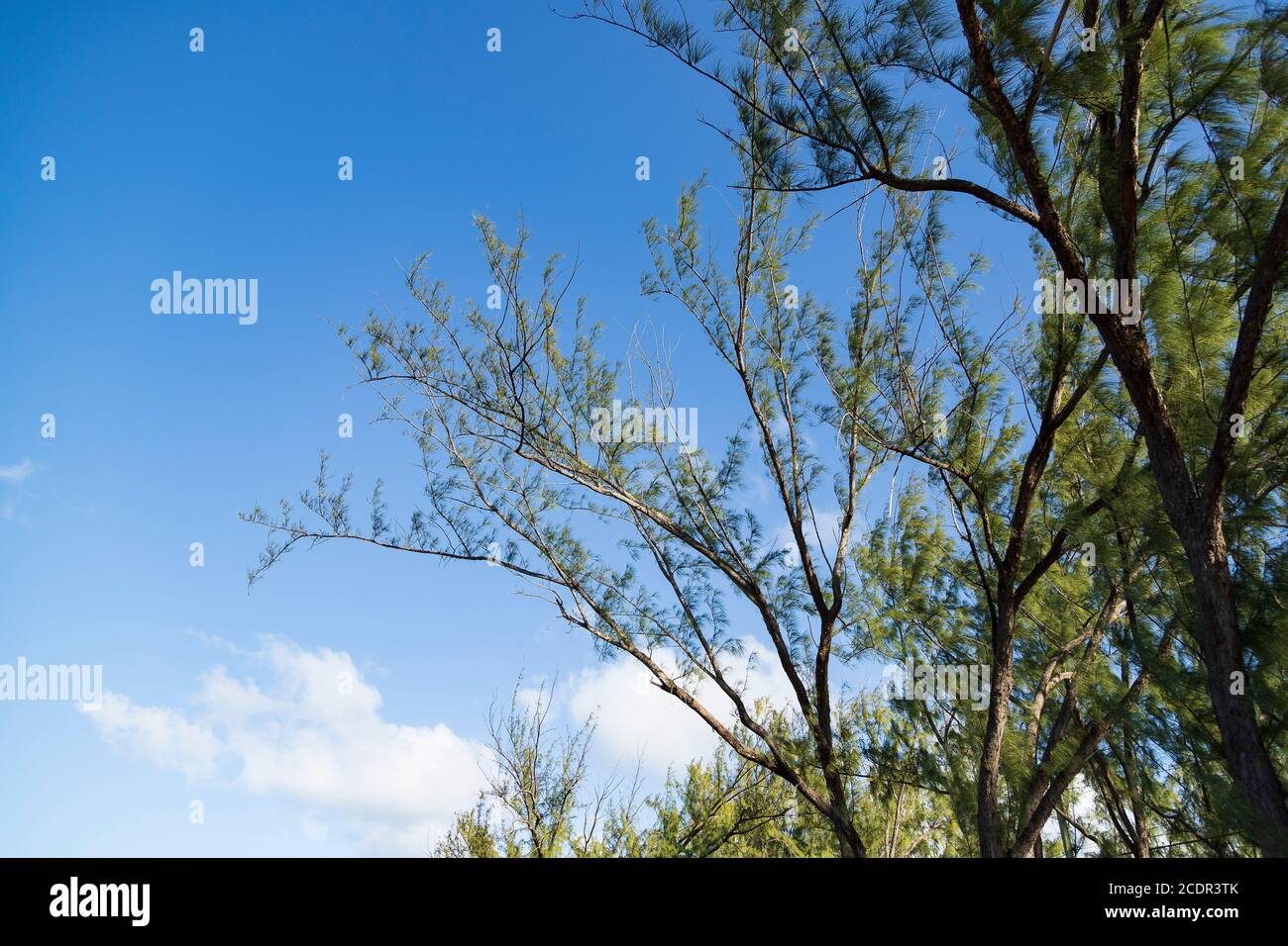 Zweige von Kiefern mit dem Himmel im Hintergrund Stockfoto