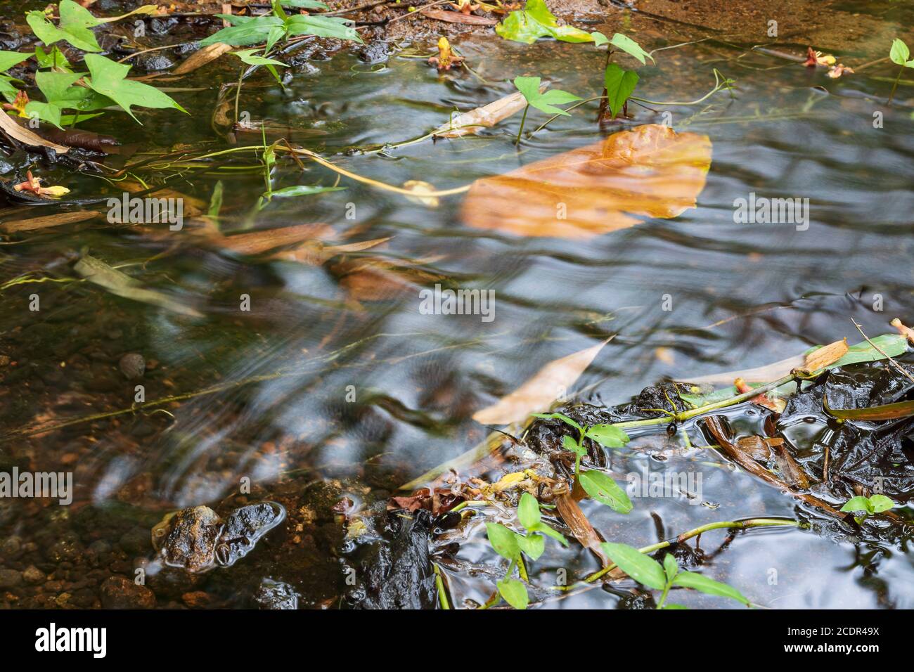 Seidig glatte Oberfläche des Wassers, das in einem Bach fließt Mit getrockneten Blättern, die auf dem Boden mit glatten Steinen geklebt sind Stockfoto