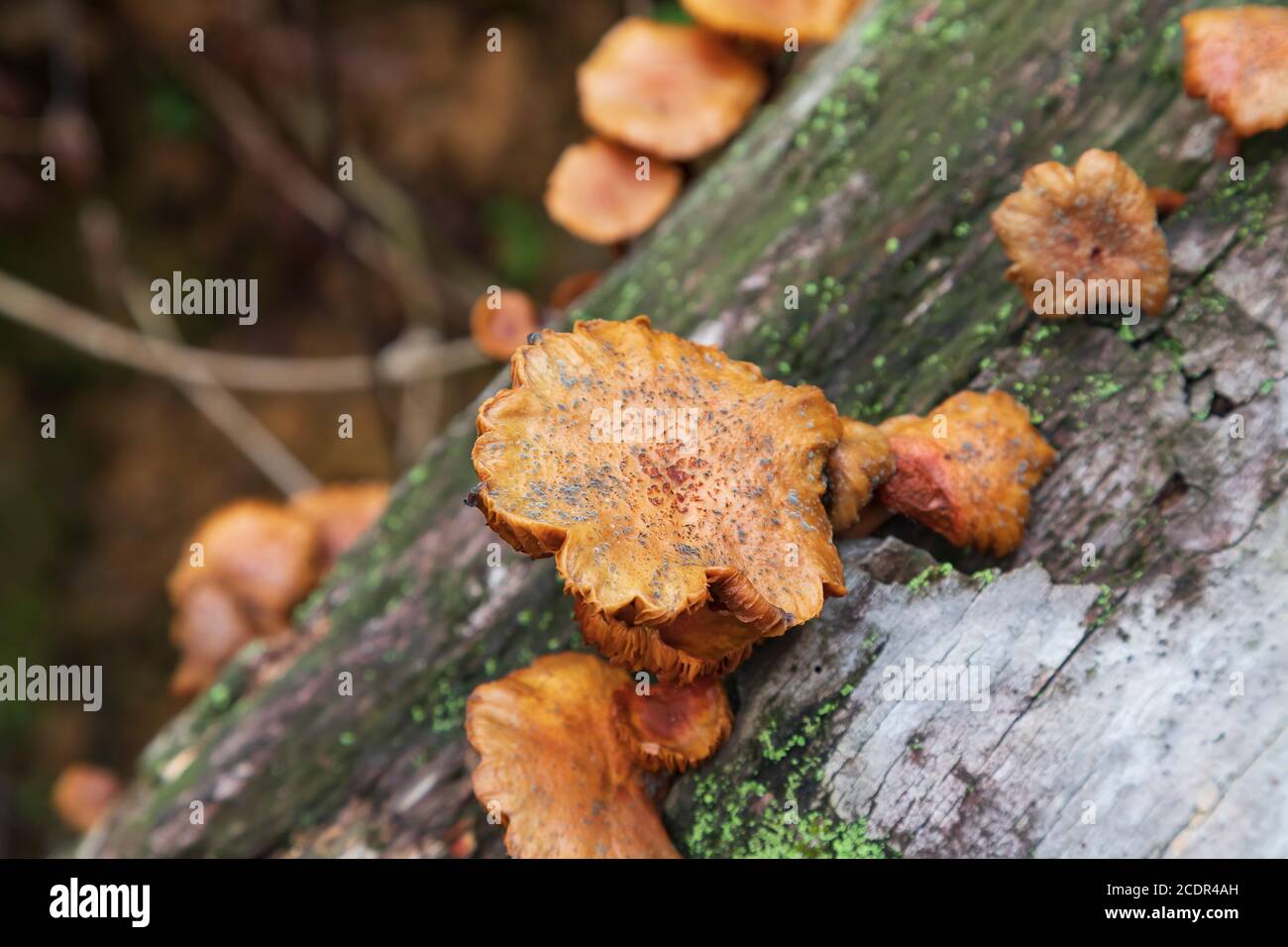 Pilze wachsen auf einem verfallenden Kokosnussbaum Stamm Stockfoto